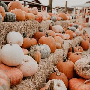 H A P P Y   F A L L 🍂🧡